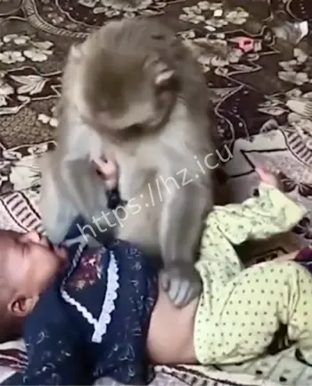 印度猴子劫持人类婴儿